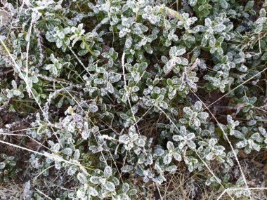 Mavi gökyüzüne karşı don üstüne buz.