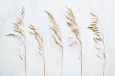 Sarı kurumuş dallar. Işık arkaplanındaki kuru çiviler.