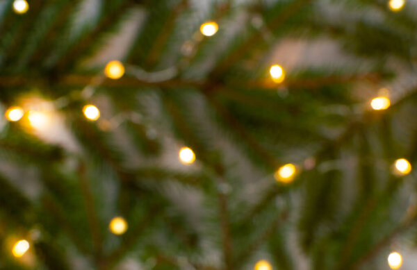 blurred defocus green background of Christmas tree branches and garland lights