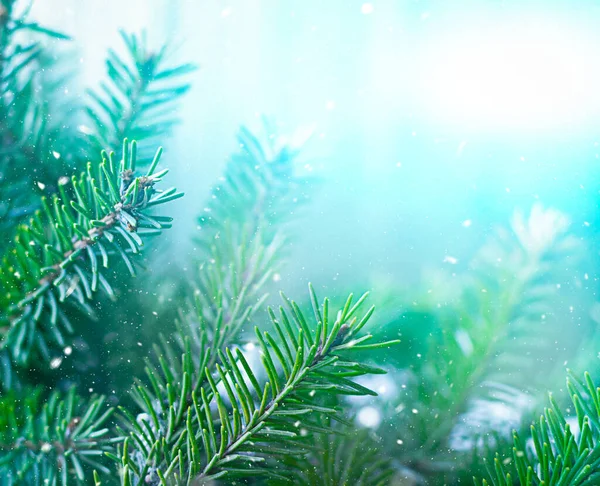 Fond Noël Flou Avec Branche Épinette Bleue Verte — Photo