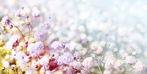 Macro flowers of gypsophila blurred spring background with bokeh — Stock Photo, Image