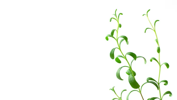 Beyaz Arkaplanda Yeşil Lavanta Filizi — Stok fotoğraf