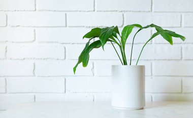 spathiphyllum çiçeği sınıftaki beyaz bir tencerede yetişiyor..