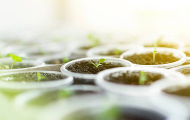 Pencere kenarındaki saksılarda fidanlar yetiştiriyor. Parlak sabah güneşi pencereden parlıyor..