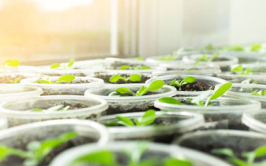 Pencere kenarındaki saksılarda fidanlar yetiştiriyor. Parlak sabah güneşi pencereden parlıyor..