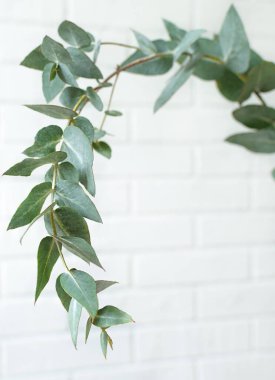 Beyaz tuğla zemin üzerinde yeşil yapraklar okaliptüs