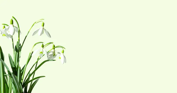 Bouquet Snowdrops Light Green Background Copy Space — Stock Photo, Image