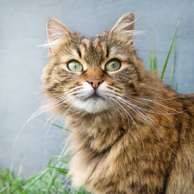 Gri arkaplandaki kedi portresini kapat. Sevimli genç erkek kedi başka tarafa bakıyor. Evcil hayvanlar açık hava macerası