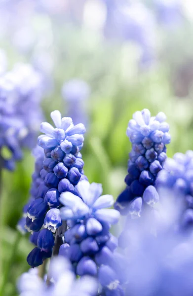 Violet Muscari Flowers Green Grass Vertical Summer Background — Stock Photo, Image