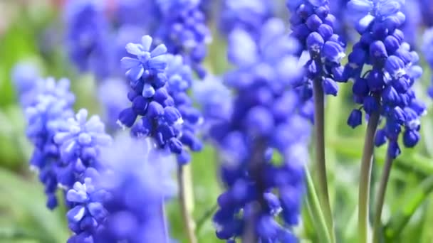 青いムスカリの花と美しい春の風景 — ストック動画
