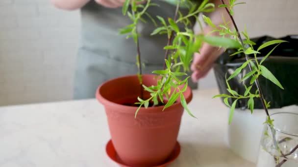 Meisje Plant Een Groene Plant Een Bloempot Met Aarde Zorgen — Stockvideo