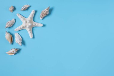 deniz kabukları ve deniz yıldızları mavi bir zemin üzerinde fotokopi alanı ile.