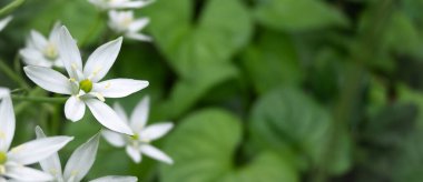 Bahçedeki makro Ornithogalum beyaz çiçek. Kopyalama alanı olan yatay yaz arkaplanı