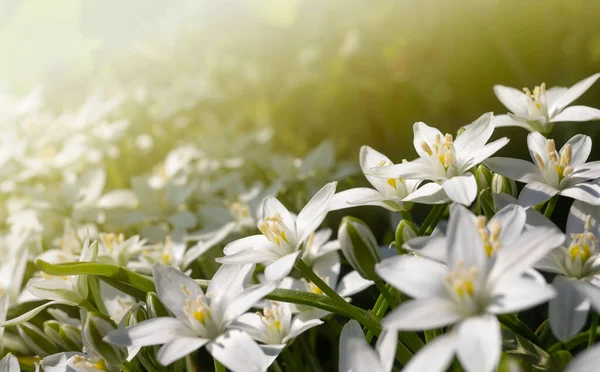 Макро Орнітогель біла квітка в саду під сонячними променями. Горизонтальний літній фон з простором для копіювання — стокове фото