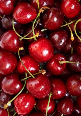 Close up of pile of ripe cherries with stalks. Ripe cherries summer background.