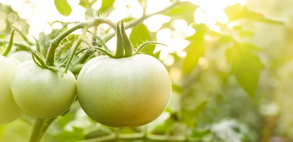 Tomates Verdes Jovens Crescem Jardim Sob Raios Sol — Fotografia de Stock