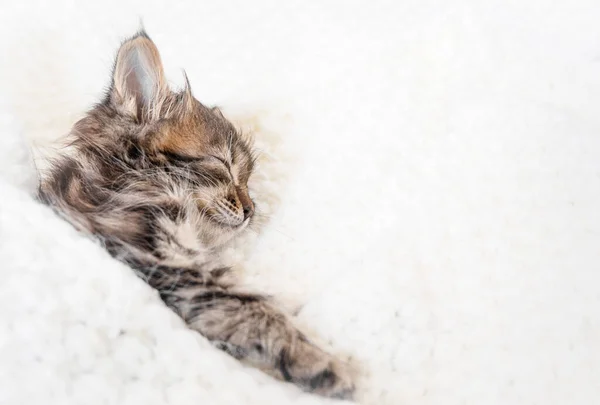 Bonito pouco gatinho dorme no pele branco cobertor — Fotografia de Stock