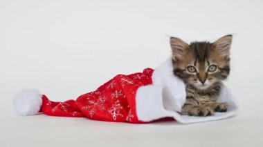 4k Küçük Noel kediciği Noel Baba şapkasının içinde yatıyor. Noel ve yeni yıl tatili konsepti