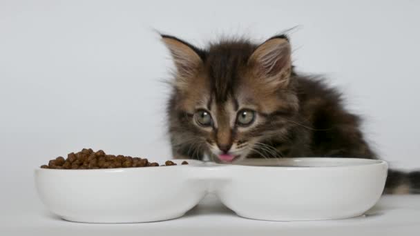 Kotek pijący wodę z miski — Wideo stockowe