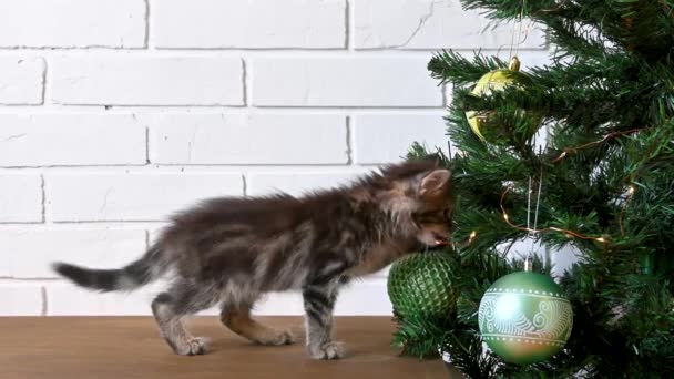 4k. Pequeño gatito curioso juega con guirnalda en árbol de Navidad — Vídeo de stock