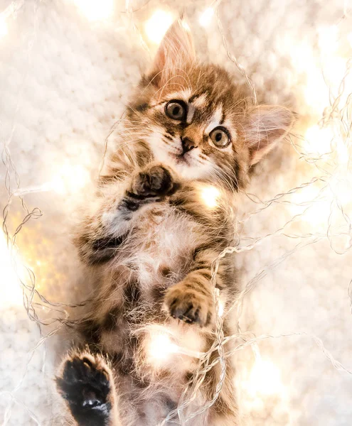 Şirin bir kedi yavrusu, örgü örülmüş bir battaniyenin içinde çelenkle yatıyor. — Stok fotoğraf