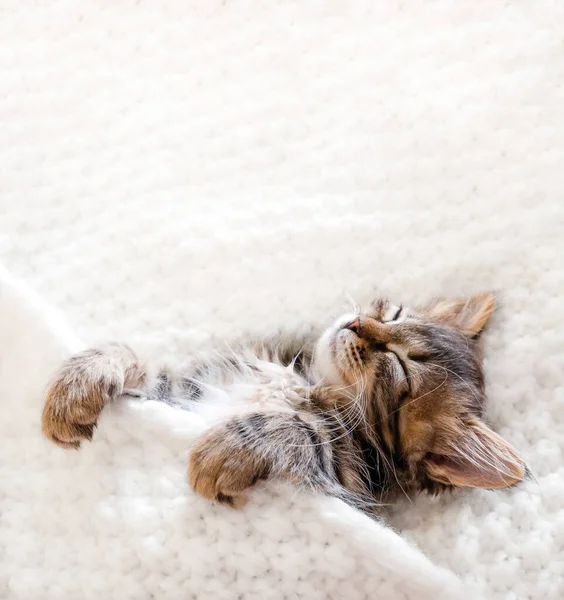 Bonito pouco gatinho dorme no pele branco cobertor — Fotografia de Stock