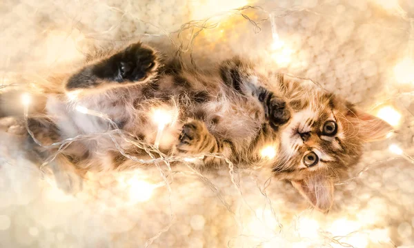 Cute Little Kitten Lies Knitted Blanket Garland — Stock Photo, Image