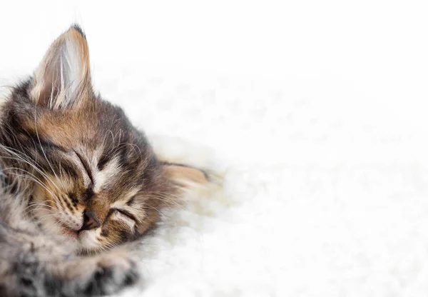 Bonito pouco gatinho dorme no pele branco cobertor com cópia espaço — Fotografia de Stock