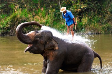 Büyük fil nehre, banyo kendi işleyicisi tarafından destekli