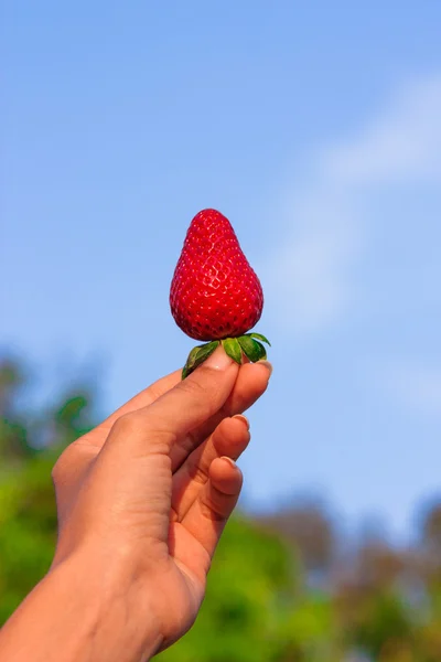Fresh strawberry on sky and trees background — Stock Photo, Image