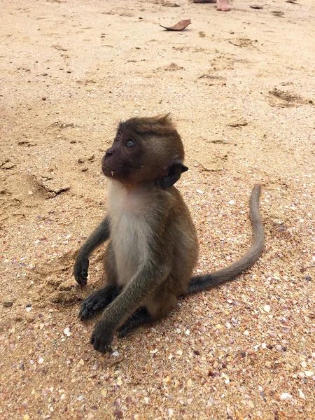 Άγρια ζωή μαϊμού κάθεται στην άμμο — Φωτογραφία Αρχείου