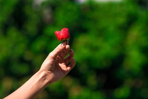 Fresh strawberry on trees background — Stock Photo, Image