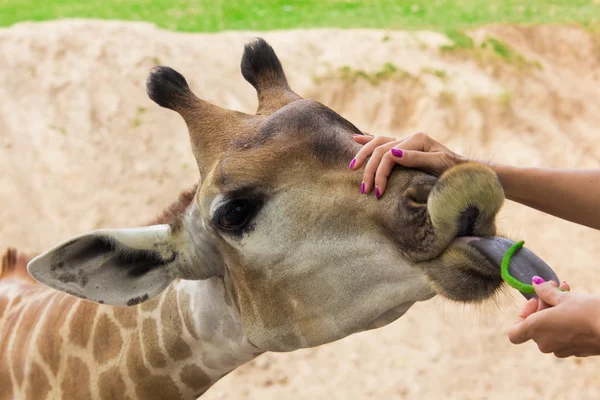 Жирафы, которых кормят женские руки — стоковое фото
