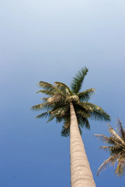 ヤシの木を通して青い空。ビンテージ フィルター — ストック写真