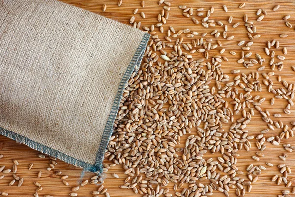 Whole wheat grain kernels spilling out of burlap bag — Stock Photo, Image