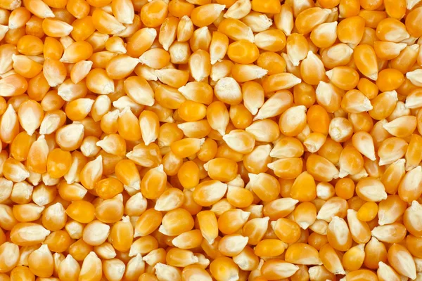 Yellow popcorn kernels — Stock Photo, Image