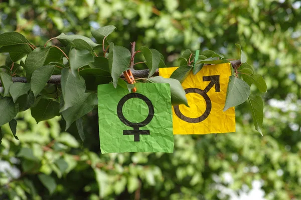 Female and male gender symbols hanging on a tree — Stock Photo, Image