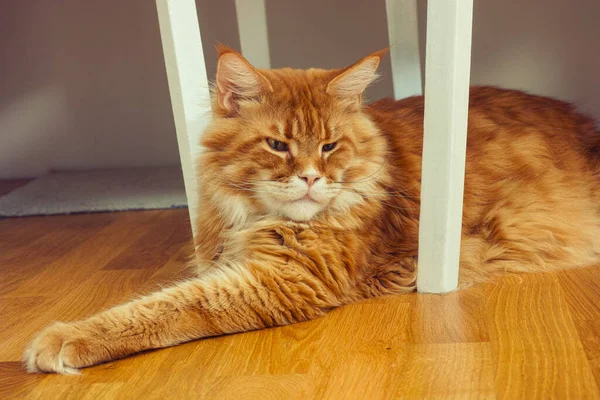 Gato Mapache Rojo Acostado Debajo Una Mesa Cerca — Foto de Stock