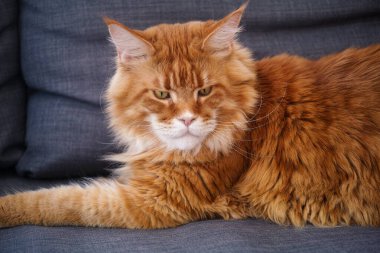 Kanepede yatan kırmızı maine rakunu kedisi. Kapat..