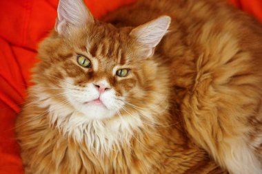 Kırmızı bir maine rakunu fasulye koltukta oturuyor ve yukarı bakıyor. Kapat..