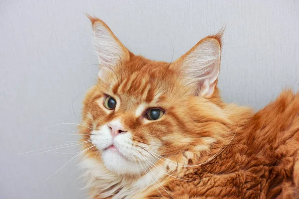 Retrato Gato Mapache Rojo Cerca — Foto de Stock