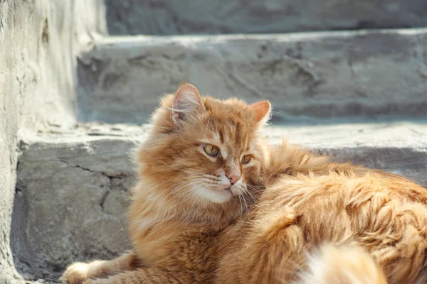 Gato Vadio Deitado Nas Escadas Fora Fechar — Fotografia de Stock