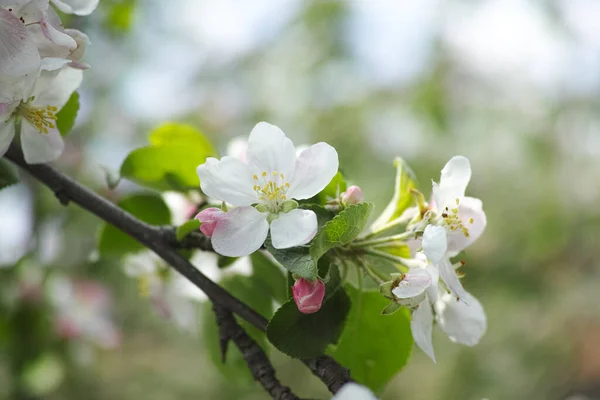 Blossom Apple Tree Close — Stock Photo, Image