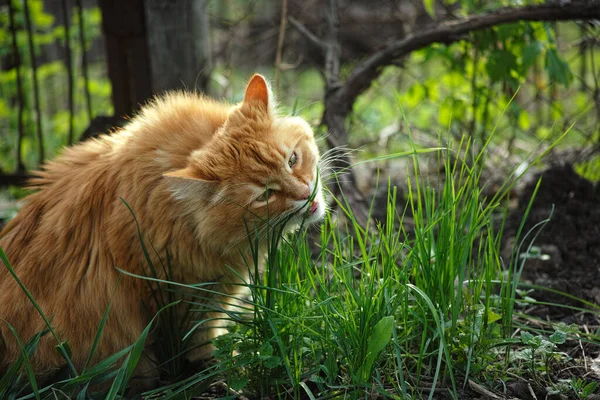 Cat Eating Grass Garden Close — Stock Photo, Image