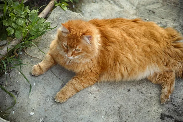 Ginger Cat Laying Ground Close — Stock Photo, Image