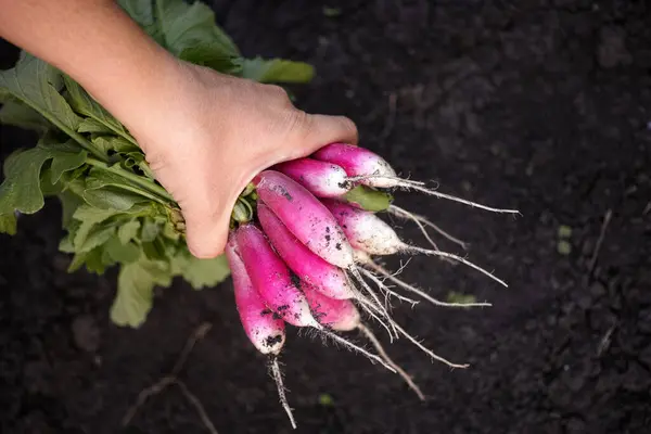 Ravanelli Appena Raccolti Una Mano Vicino — Foto Stock