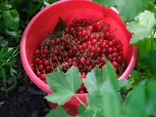Red Currant Red Bucket Surrounded Leaves Close — Stock Photo, Image
