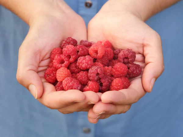 Woman Holding Organic Raspberries Her Palms Close — Stock Photo, Image
