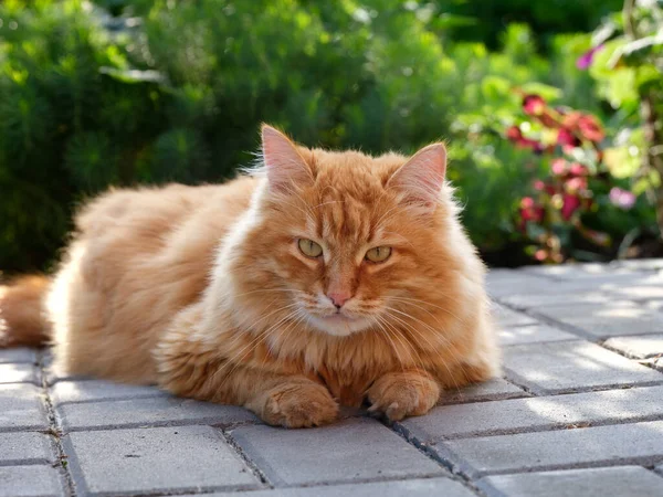 Ginger Cat Looking Camera Close — Stock Photo, Image