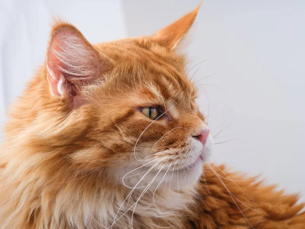 Retrato Gato Mapache Rojo Cerca — Foto de Stock